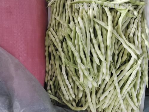 新鲜采摘的白扁豆成串挂在架子上,呈白色或淡绿色,豆荚饱满 白扁豆实物图