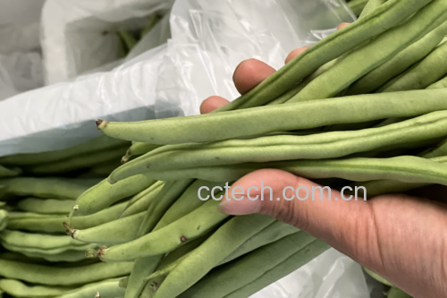 一道装盘精美的清炒白扁豆,色泽翠绿,香气扑鼻 清炒白扁豆成品图
