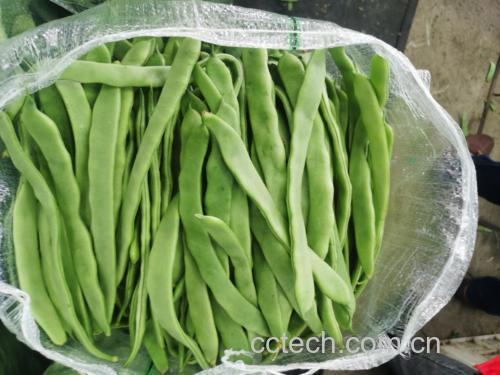 展示一篮新鲜采摘的绿色白扁豆,豆荚饱满、颜色翠绿 新鲜白扁豆挑选图