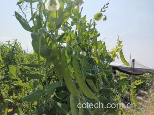 新鲜绿色的荷兰豆荚,饱满挺直,表面光滑有光泽,背景为田园菜地,阳光照射下呈现自然生长状态 荷兰豆特写