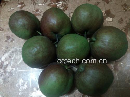一张桌上摆放一个新鲜香梨和一份放大的食品营养成分标签,标签上清晰标注‘热量:44kcal/100g’、‘碳水化合物:11.2g’、‘膳食纤维:2.2g’、‘维生素C:4mg’,背景为厨房台面,光线柔和 香梨与营养标签对比图