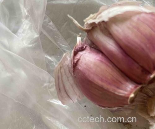 图示展示紫皮蒜与白皮蒜的外观对比,左侧为紫皮蒜,右侧为白皮蒜 紫皮蒜与白皮蒜外观对比