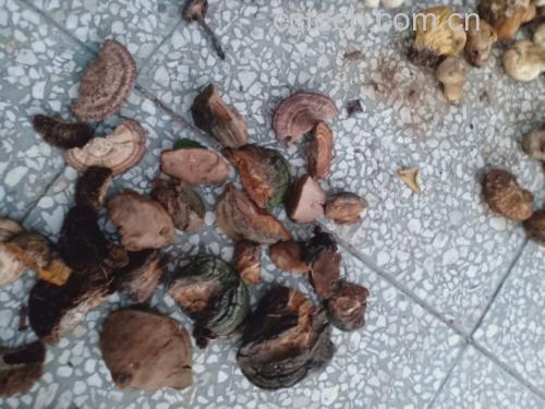 展示五种灵芝的外观特征及其性味归经说明,帮助读者直观理解差异 灵芝分类对比图