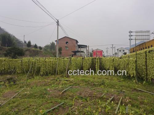 晾晒处理后的蔬菜摆放图