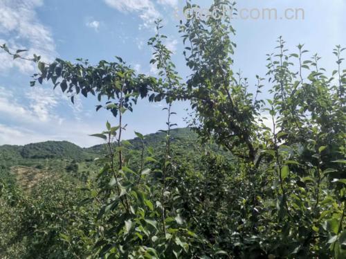 南果梨果园实景