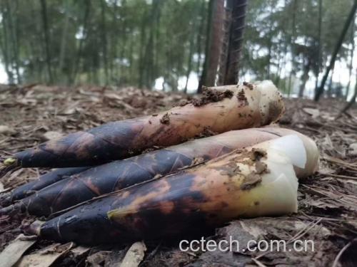 一片清晨的雷竹林,农民正在弯腰采收刚破土的雷竹笋,泥土湿润,笋体洁白带黄褐色外皮,周围有露水滴落,展现原生态采摘环境 雷竹笋新鲜采收场景