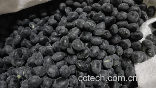 一片阳光下的黑豆种植田,植株整齐排列,部分已成熟开荚露出黑色豆粒,农民正在田间采收,背景为乡村田园风光,体现黑豆作为农产品的原生态属性 黑豆种植田景观