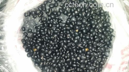 黑豆与山东青州紫薯按4:1干重比共同浸泡6小时,水体清澈无浑浊,紫薯表皮完整未褪色,体现优质原料与科学预处理工艺 黑豆与紫薯块同泡于玻璃容器中,水面清澈,紫薯呈深紫红色,黑豆乌黑发亮,背景为木质料理台