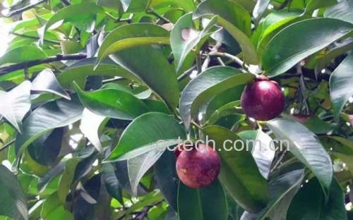 左侧为一株完整的山芹植株,展示其羽状复叶、 hollow茎秆和伞形花序,生长在林间湿润土壤中;右侧为两个完整的山竹果实,外壳深紫,果柄清晰,两者通过标签标注名称进行区分,背景为自然森林环境,强调二者生态差异 山芹植株与山竹果实对比图