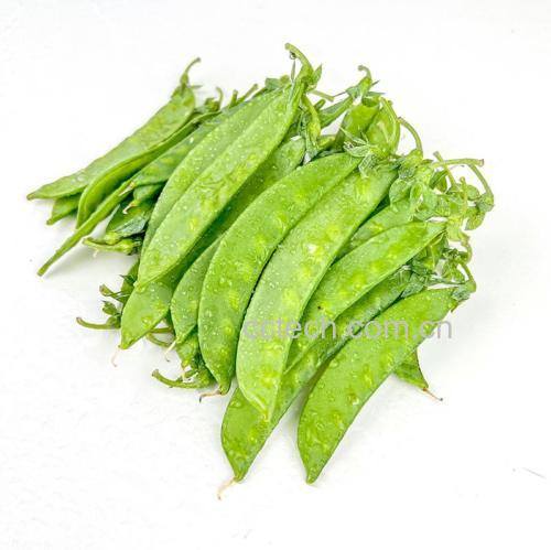 新鲜翠绿的荷兰豆,整根完整,表面光滑无斑点,背景为浅色厨房台面,旁边配有白色瓷盘和不锈钢刀具,光线柔和自然 荷兰豆特写