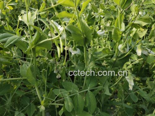 新鲜翠绿的荷兰豆整株植物,展示其藤蔓生长形态,叶片羽状复叶,花朵白色或淡紫色,豆荚呈长条形、饱满翠绿,悬挂于枝叶间,背景为阳光照射下的田园环境 荷兰豆特写