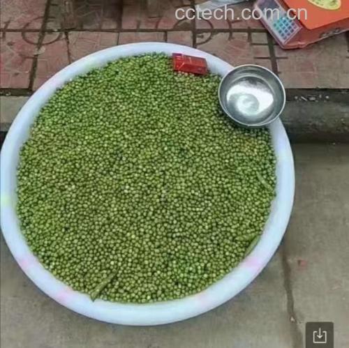 一盘新鲜采摘的青豌豆粒,颗粒圆润饱满,色泽翠绿有光泽,背景为木质砧板,旁边放有剪刀和空豆荚,展现食材原始状态 青豌豆原料特写
