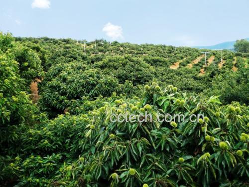 一片山坡上的油栗树林,树冠茂密,枝头挂满带刺的油栗果实,农民正在手工采摘,地面铺满落叶,展现原生态种植场景 油栗种植环境