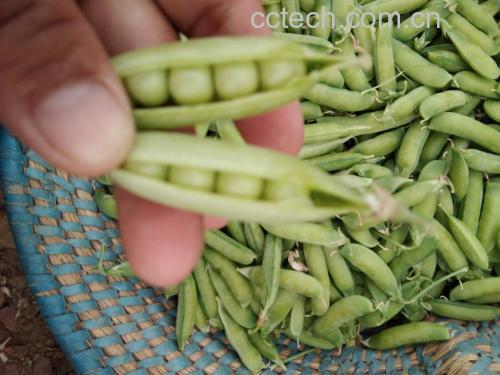 透明冰箱保鲜抽屉内整齐摆放着装有青豌豆荚的密封盒,标签标注‘采摘日期:2025-04-05’,温度计显示4℃,强调科学储存方法 青豌豆冷藏储存示意图
