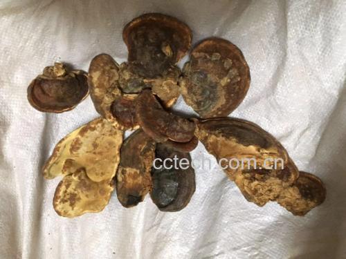 新鲜采摘的赤芝子实体经干燥处理后被横向切成均匀薄片,呈深褐色至红棕色,表面有光泽,边缘规则,堆叠于白色瓷盘中,背景为木质料理台,体现天然农产品质感 灵芝切片实物图
