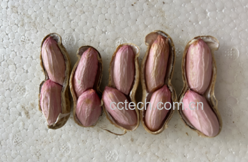 信息图表展示黑豆煮水中含有的主要活性成分:花青素、大豆异黄酮、膳食纤维、矿物质钾镁、植物蛋白肽,每个成分配有简要功能说明,背景为浅色水墨风格,整体设计清晰专业,适合科普传播 黑豆煮水的营养成分分解示意图