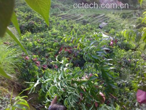 湖南省炎陵县高山梯田中的黄桃果园,阳光洒落在成片的黄桃树上,枝头挂满金黄色的成熟黄桃,远处云雾缭绕,展现典型的高山生态种植环境 炎陵黄桃果园航拍图