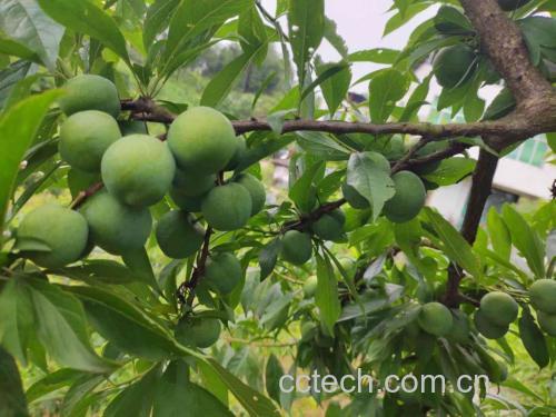 展示一颗颗饱满翠绿的青脆李子果实,背景为阳光下的果园 青脆李子果实特写