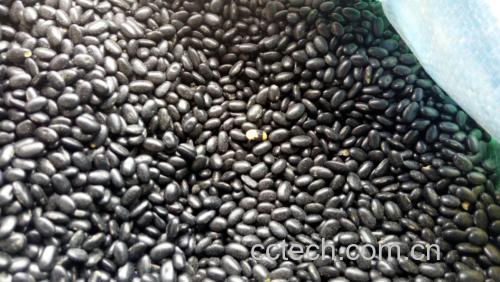 高清微距摄影:展示生黑豆与文火炒制黑豆的形态、色泽、表面纹理差异,突出炒制后豆粒微膨胀、种皮出现细密棕褐色裂纹的特征 炒制前后黑豆外观对比特写:左侧为光泽饱满的生黑豆,右侧为表面微皱、呈深棕褐色的文火炒制黑豆,两者并排置于白色陶瓷盘中,背景虚化