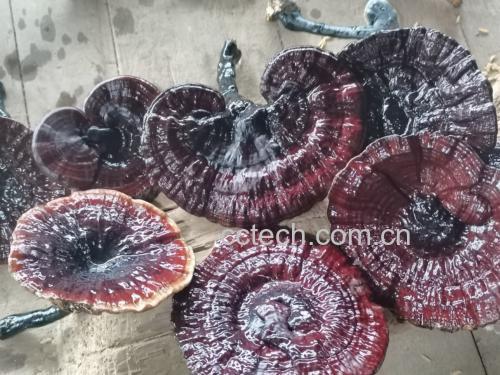 黑灵芝炖汤成品图