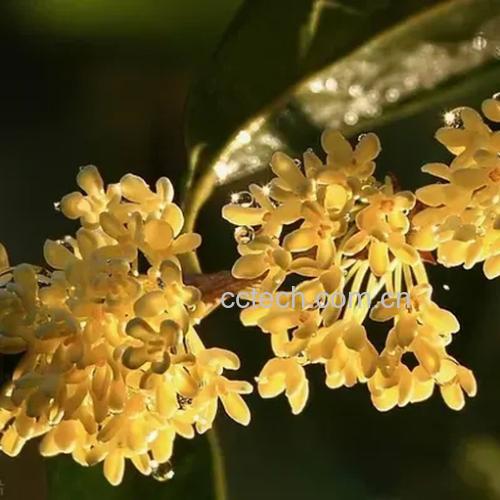 金黄色桂花盛放于绿叶之间，晨露未干，阳光洒落花瓣上