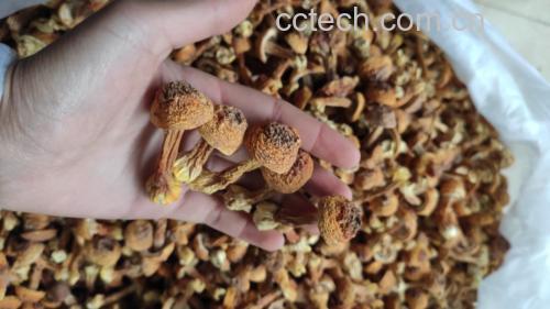 瘦肉焯水去腥和姬松茸浸泡处理过程 瘦肉焯水与姬松茸浸泡图