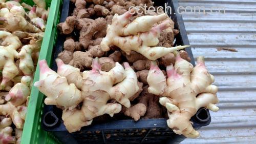 拼图左上:醋泡带皮子姜片(琥珀色透亮,可见完整表皮纹理);右上:子姜带皮丝炒滑鸡片(姜丝微卷,皮层未脱落);下方:子姜带皮块炖白萝卜汤(汤色微黄,姜块表皮柔韧无溃烂) 子姜带皮入膳的三种经典做法拼图