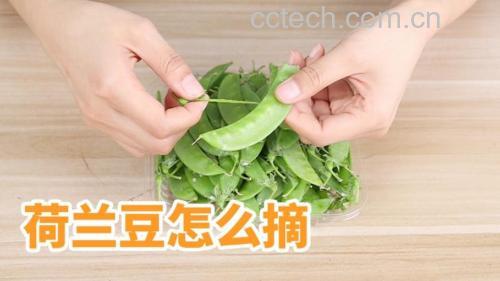 一名厨师正在厨房操作台上用手指掐去荷兰豆的两头,并沿着豆荚边缘撕去老筋;旁边摆放着一盘已处理好的翠绿色荷兰豆段,背景为明亮自然光下的木质料理台 新鲜荷兰豆处理过程