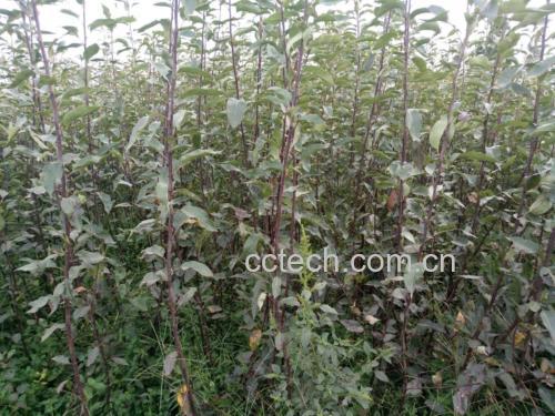 无人机航拍视角下的贵州黔南地区刺梨种植园,连片的绿色灌木整齐排列,正值开花结果期,部分植株挂满带刺的橙黄色果实;远处可见山峦起伏,农户正在田间进行采收作业,体现生态农业与乡村振兴结合的现代化农业景象 贵州山区刺梨种植基地航拍图