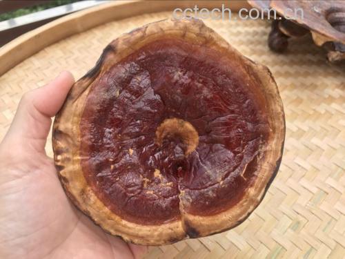 灵芝切片成品展示