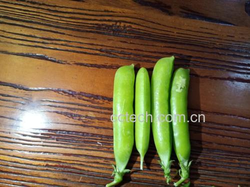 一名女性在厨房操作台上手工剥开青豌豆荚,绿色豆粒落入白色瓷碗中;旁边放置一盆清水,另一碗已清洗过的青豌豆整齐排列,背景为木质料理台面,光线自然明亮 青豌豆去壳与清洗过程