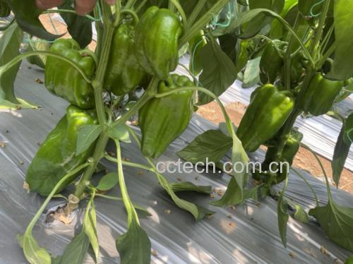 绿色圆椒特写,展现其饱满果实和光泽表皮 绿色圆椒特写
