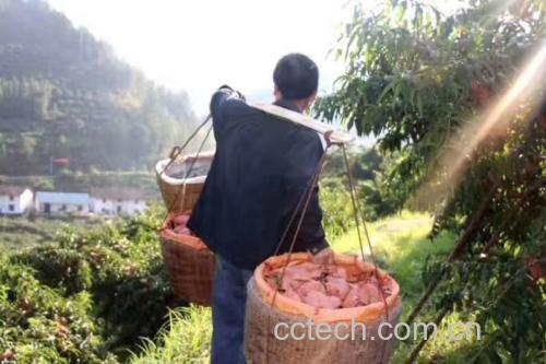 农民在炎陵县高山果园中手工采摘成熟的黄桃,篮子里装满了金黄色的果实,阳光透过树叶洒在果面上,展现出丰收场景的真实氛围 炎陵黄桃采摘现场