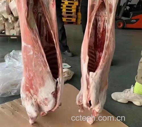 图示:在新鲜白条羊胴体表面,用食品级记号笔标出第12-13肋骨间隙横线(红色虚线)与肩胛冈最高点纵线(蓝色虚线),两线交叉点为分割基准点 白条羊体表解剖定位线示意图