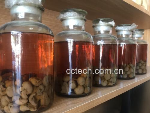 一张木桌上摆放着透明玻璃酒杯,杯中盛有清澈微黄的白酒,旁边放有一小碟炒花生和几颗红枣,背景虚化显示酒坛与麦穗装饰,营造出传统中式饮酒文化氛围 白酒品鉴场景