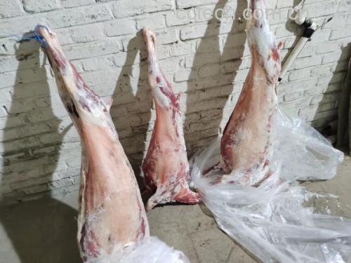一只处理干净的白条羊平放在不锈钢操作台上,羊身完整无破损,表皮无残留羊毛,肌肉纹理清晰可见,周围摆放葱姜蒜等辅料,背景为专业厨房环境 白条羊整体展示图