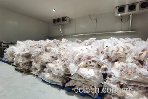 一只白条羊平放在不锈钢托盘中,表面已涂抹海盐并铺满生姜片和大葱段,部分区域可见料酒湿润痕迹,旁边摆放空酒瓶和盐罐,展示腌制准备状态 白条羊腌制过程