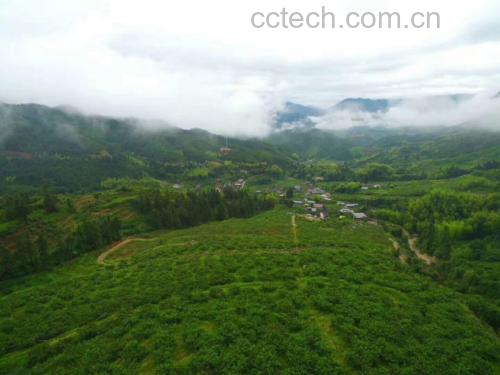 航拍视角下的炎陵高山黄桃果园,绿树成行,桃林连片,阳光洒在果实上,呈现出金黄色光泽,背景为云雾缭绕的罗霄山脉,体现生态原产地特征 炎陵黄桃果园航拍全景