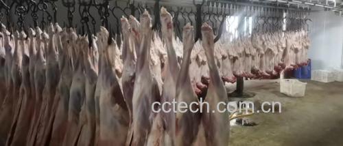 多个白条羊整齐悬挂在北方某农贸市场的摊位上,摊主正在为客户讲解羊肉部位特点,周围有顾客围观选购,环境整洁有序,羊胴体表面覆盖保鲜膜 农贸市场中悬挂销售的白条羊