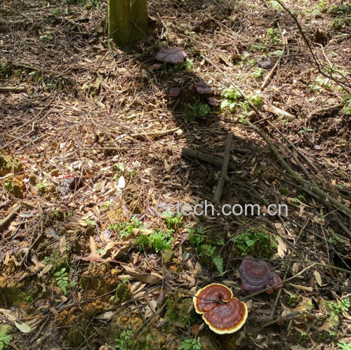 一片清晨雾气缭绕的竹林地面,一株成熟的野生竹灵芝从腐烂的竹根旁破土而出,菌盖呈深褐色至近黑色,表面有明显光泽环纹,菌柄粗壮偏暗红,周围散落着竹叶和苔藓,背景为高耸青翠的竹子,整体画面体现自然生态与珍稀性 竹林中的野生竹灵芝特写