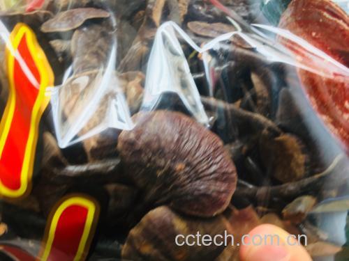 一张木质桌面上摆放两份样品:左侧为三片棕褐色竹灵芝横切片,可见清晰年轮状纹理和致密菌丝结构;右侧为白色陶瓷勺盛放的深棕色竹灵芝超微粉,粉末细腻无颗粒感;背景为放大镜下的显微图像投影,显示灵芝多糖晶体结构,旁边放置一份检测报告复印件,标题为‘灵芝多糖含量≥2.3%’ 竹灵芝切片与粉末对比图