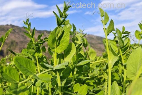 一片绿意盎然的青豌豆田地,植株上挂着饱满的绿色豆荚,部分已剥开露出内部排列整齐的鲜绿色圆形豆粒,背景为阳光照射下的田园风光,体现自然生长环境 青豌豆植株与新鲜豆荚特写