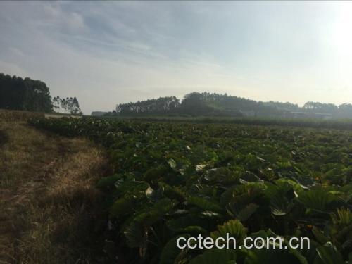 无人机航拍视角下的广西荔浦县芋头种植基地,大片绿油油的芋头田整齐排列,叶片宽大呈心形,随风轻摆,田间有农民正在劳作,远处可见丘陵地貌和村落,阳光明媚,展现原生态农业景观 荔浦芋头种植地航拍图
