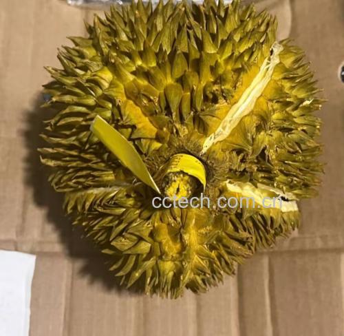 一颗完整的金枕头榴莲放置在浅色木桌上,果皮呈黄绿色,果刺粗壮且分布稀疏,底部清晰可见五角星形花蒂印记,侧面微裂示意成熟 成熟金枕头榴莲整果特写展示外观特征