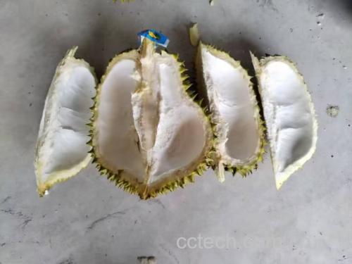 金枕榴莲核的形态特写