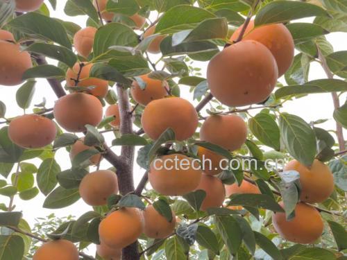 富平尖柿脆柿成熟果实特写:单果完整,果皮呈均匀高饱和度橙红色,表面覆薄层天然蜡质,果蒂鲜绿,无裂纹无斑点,背景为竹编果篮 富平尖柿脆柿成熟果实特写:单果完整,果皮呈均匀高饱和度橙红色,表面覆薄层天然蜡质,果蒂鲜绿,无裂纹无斑点,背景为竹编果篮