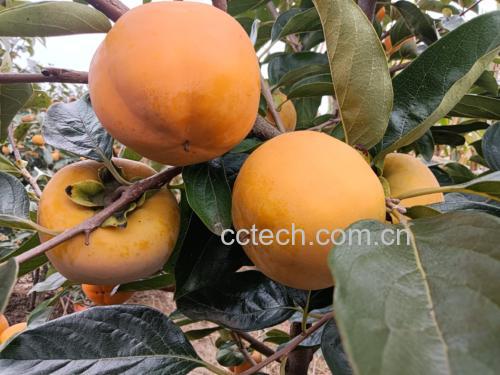 对比图:左为合格橙红色脆柿(富平尖柿),右为不合格青黄色未脱涩柿,两者并置,突出色差与果皮质感差异:左果皮光滑亮泽呈均一橙红,右果皮哑光带青灰调,可见明显绿色肩部 对比图:左为合格橙红色脆柿(富平尖柿),右为不合格青黄色未脱涩柿,两者并置,突出色差与果皮质感差异