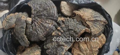 光学显微镜下400倍放大图像:左侧为赤灵芝子实体横切面,可见致密菌丝束与孔状子实层;右侧为经超音波物理破壁处理的灵芝孢子粉,孢子壁呈不规则碎裂状,内容物(深色颗粒)充分暴露,无化学残留,符合GB/T 35880-2018《破壁灵芝孢子粉》标准 灵芝子实体切片与破壁灵芝孢子粉显微对比图