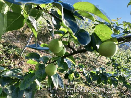 一株开花后的豆梨树,枝条上挂有多个小型绿色果实,果实表面略显粗糙,带有细小斑点;背景为山地林缘环境,显示其野生生长状态 豆梨植株特写