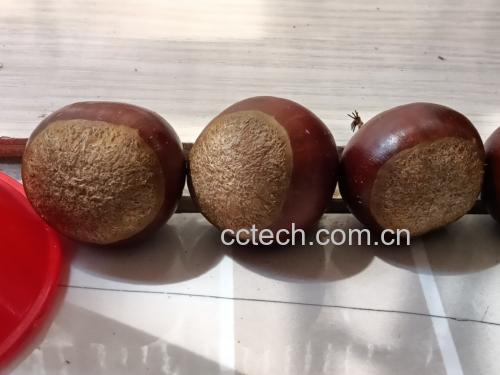 一张木质餐桌上摆放三道锥栗菜肴:左边是蜂蜜烤锥栗,中间是锥栗糯米糍,右边是锥栗炖鸡,背景虚化,阳光柔和,体现温馨家庭用餐氛围 锥栗多种料理摆盘图
